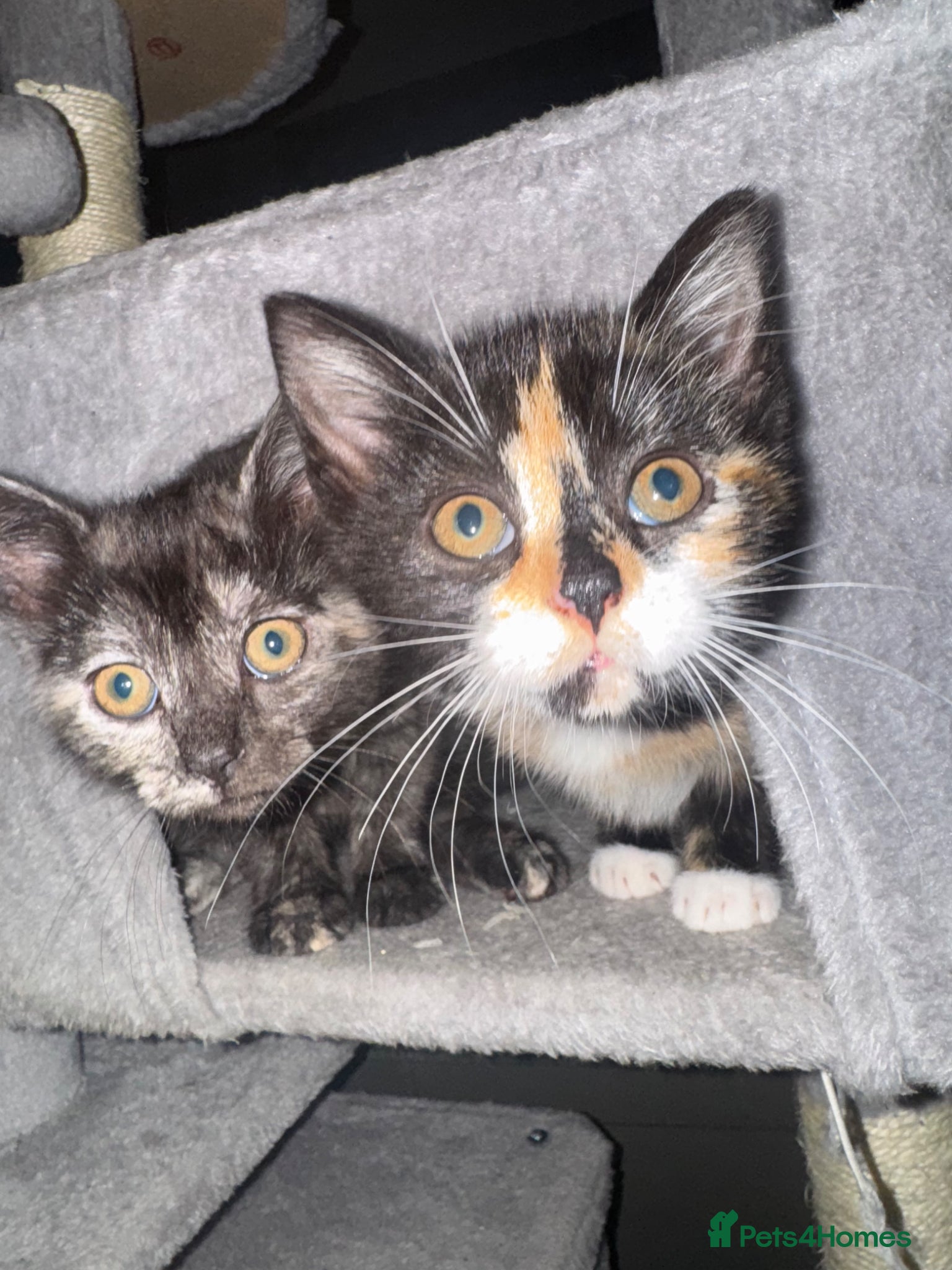 Mixed Breed cats Adorable, Affectionate Kittens - Advert 9