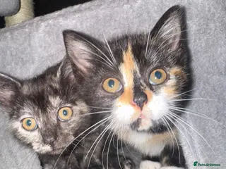 Mixed Breed cats Adorable, Affectionate Kittens - Advert 5