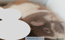Guinea Pig rodents for sale: Teddy (& teddy satin carrier) guinea pigs for sale - Image 18