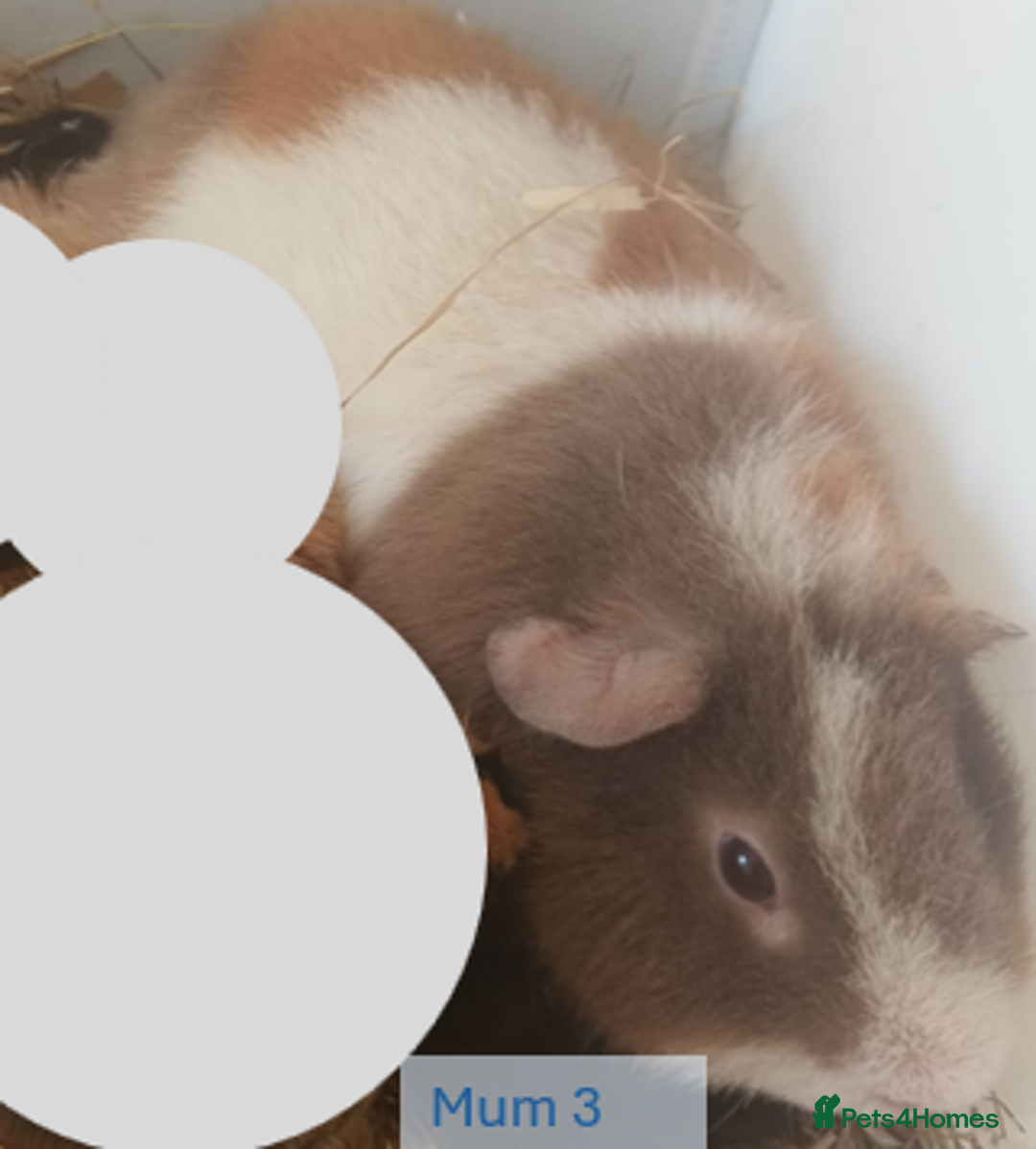 Guinea Pig rodents for sale: Teddy (& teddy satin carrier) guinea pigs for sale - Image 18
