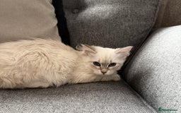 Siberian cats for sale: Beautiful Siberian Neva Masquerade Kitten - Image 2