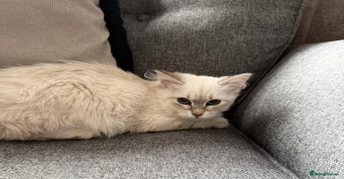 Siberian cats - Advert 1