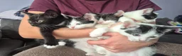 Mixed Breed cats for sale: Sweet kittens are looking for a new home - Advert 1
