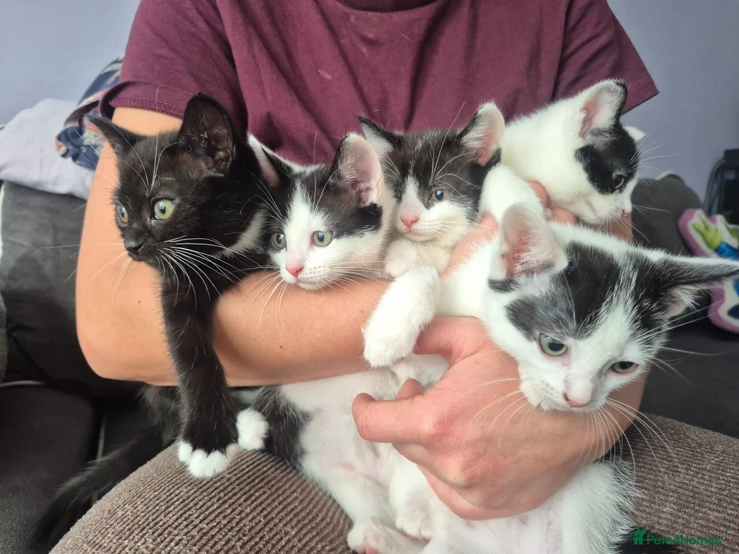 Mixed Breed cats for sale: Sweet kittens are looking for a new home - Advert 1