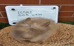 Lionhead rabbits for sale: Double Maned Lionhead  - Image 3