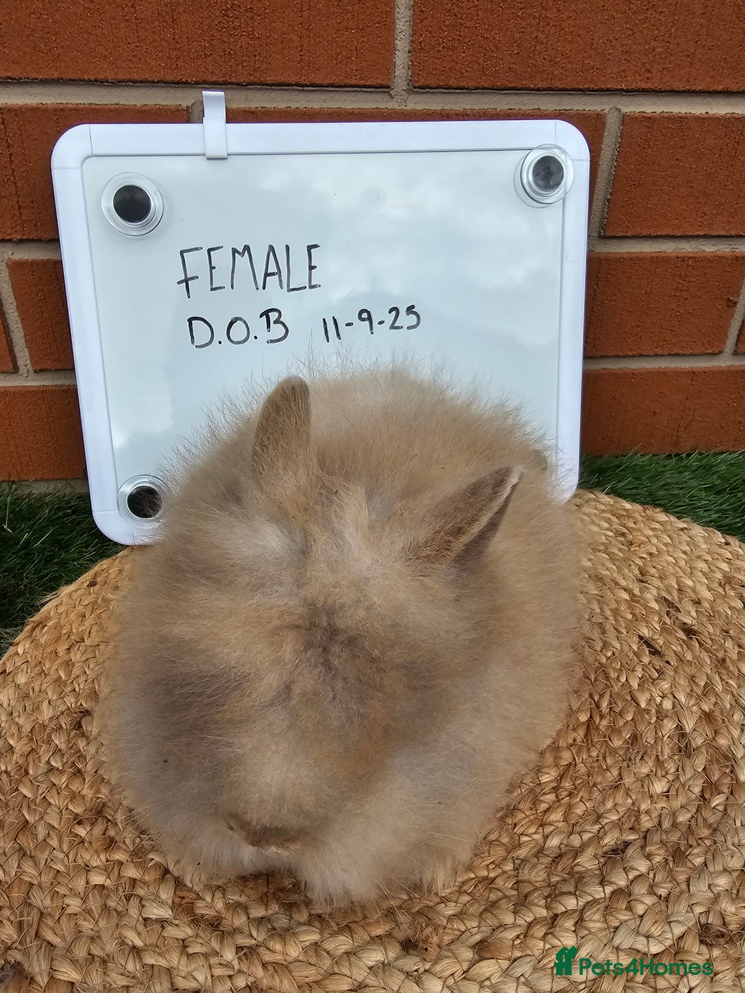 Lionhead rabbits for sale: Double Maned Lionhead  - Image 3