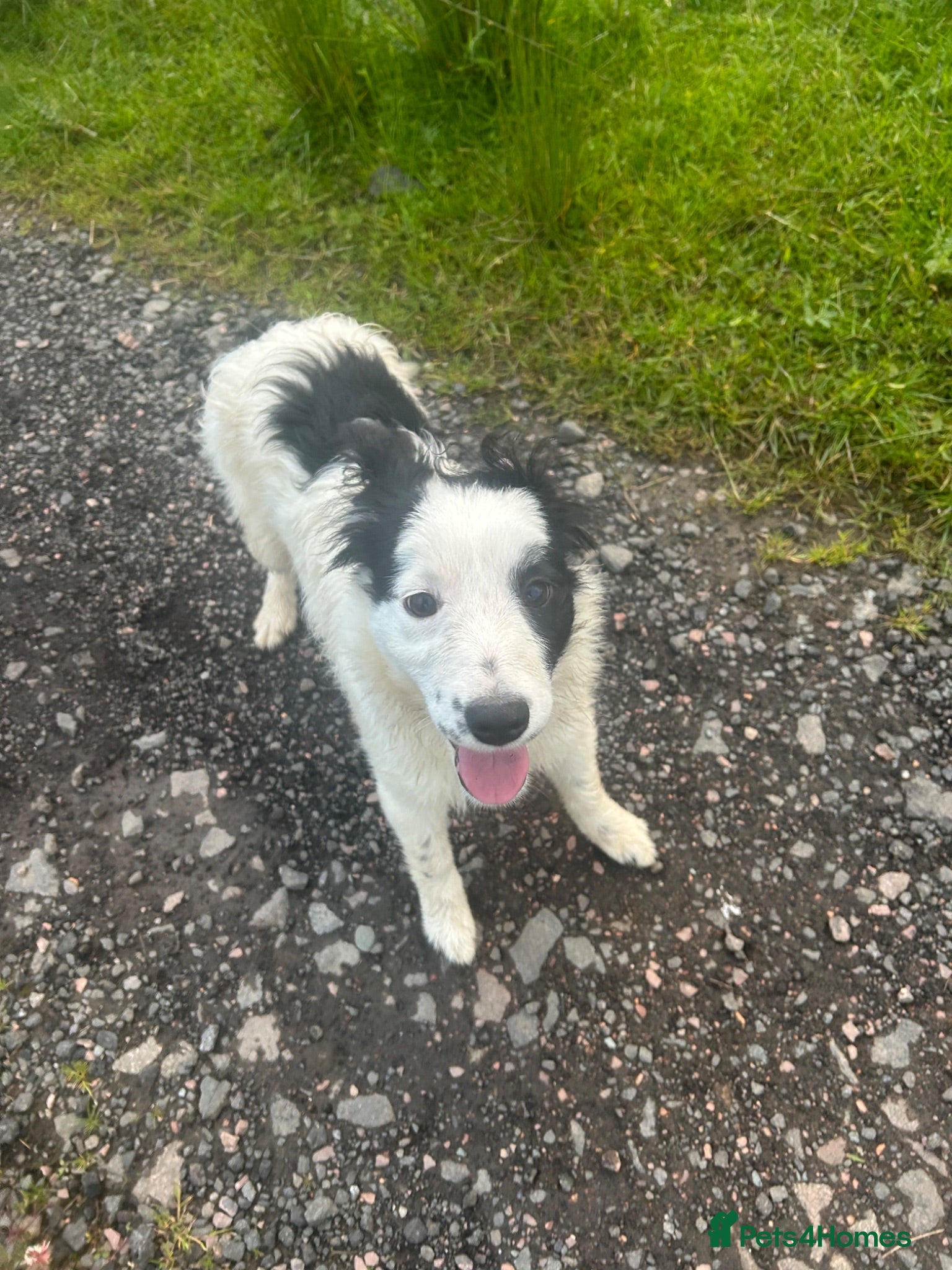 Border Collie dogs cute little collie female - Advert 1