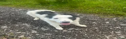 Border Collie dogs for sale: cute little collie female in Doune - Advert 1