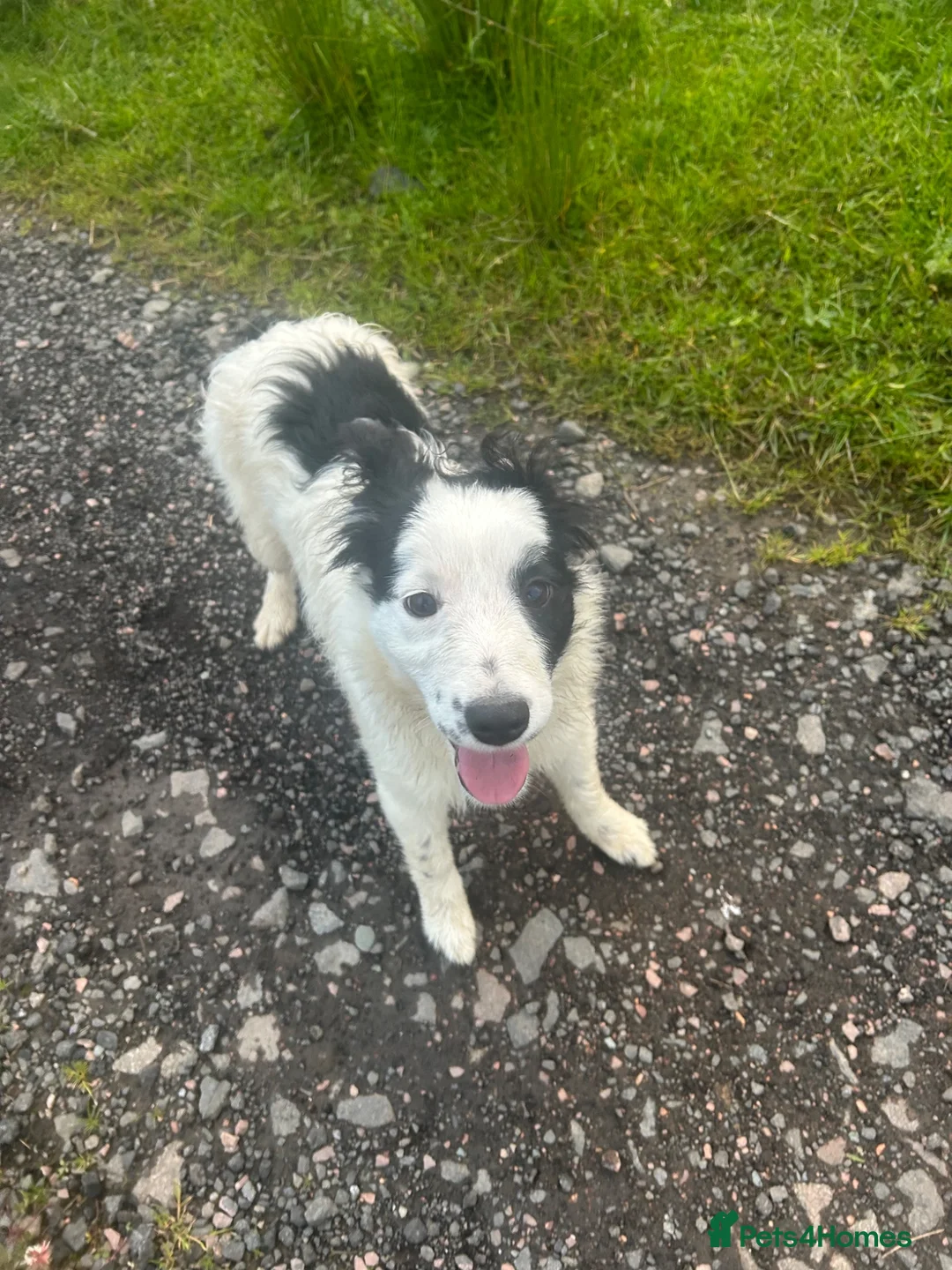 Border Collie dogs for sale: cute little collie female in Doune - Advert 1