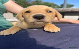 Labrador Retriever dogs for sale: KC registered working fieldtrial Labrador puppies  - Image 13