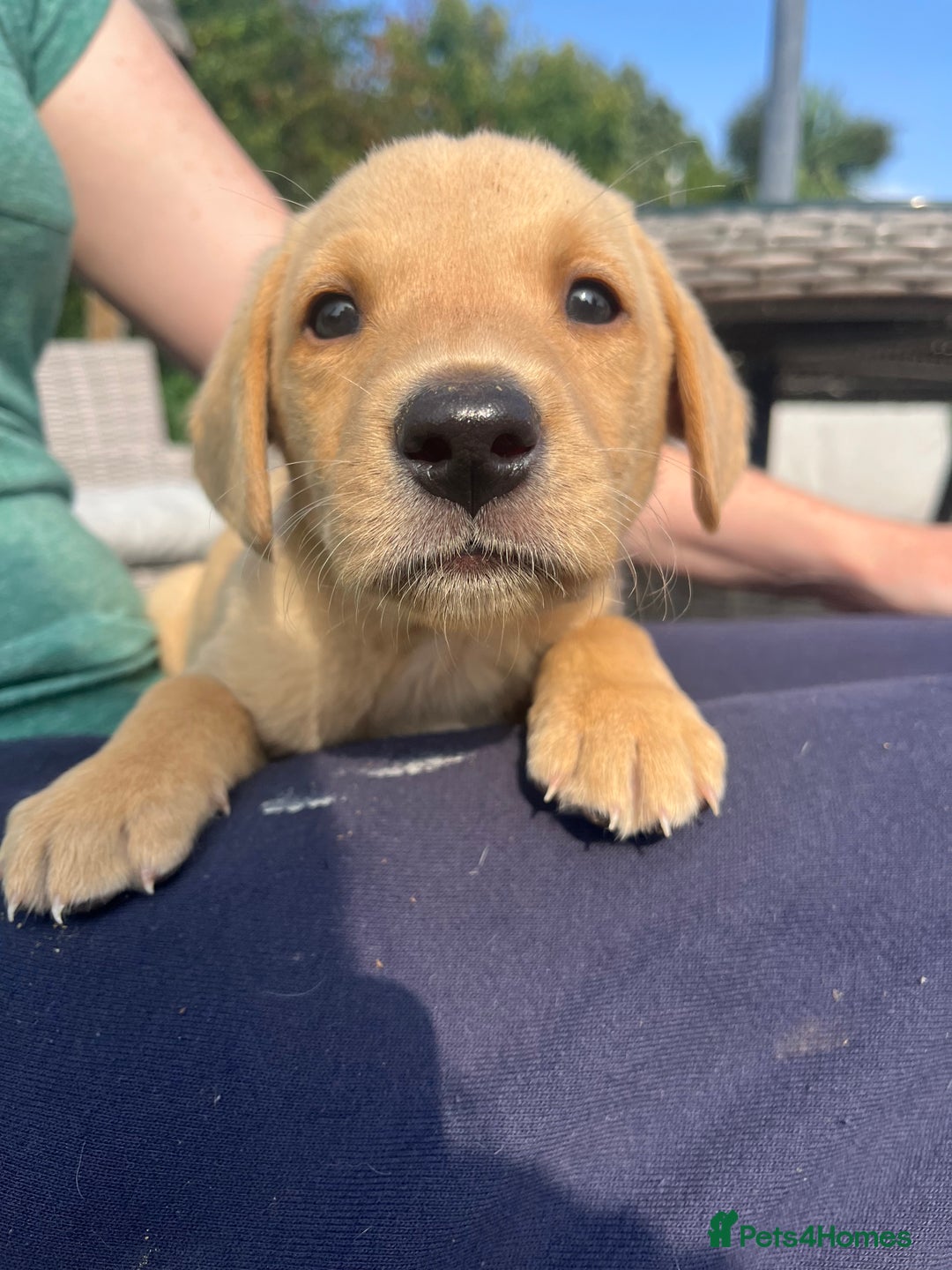 Labrador Retriever dogs for sale: KC registered working fieldtrial Labrador puppies  - Image 13