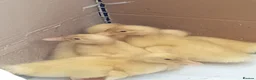 Ducks poultry for sale: 6 fertilized pekin duck eggs for sale - Advert 3