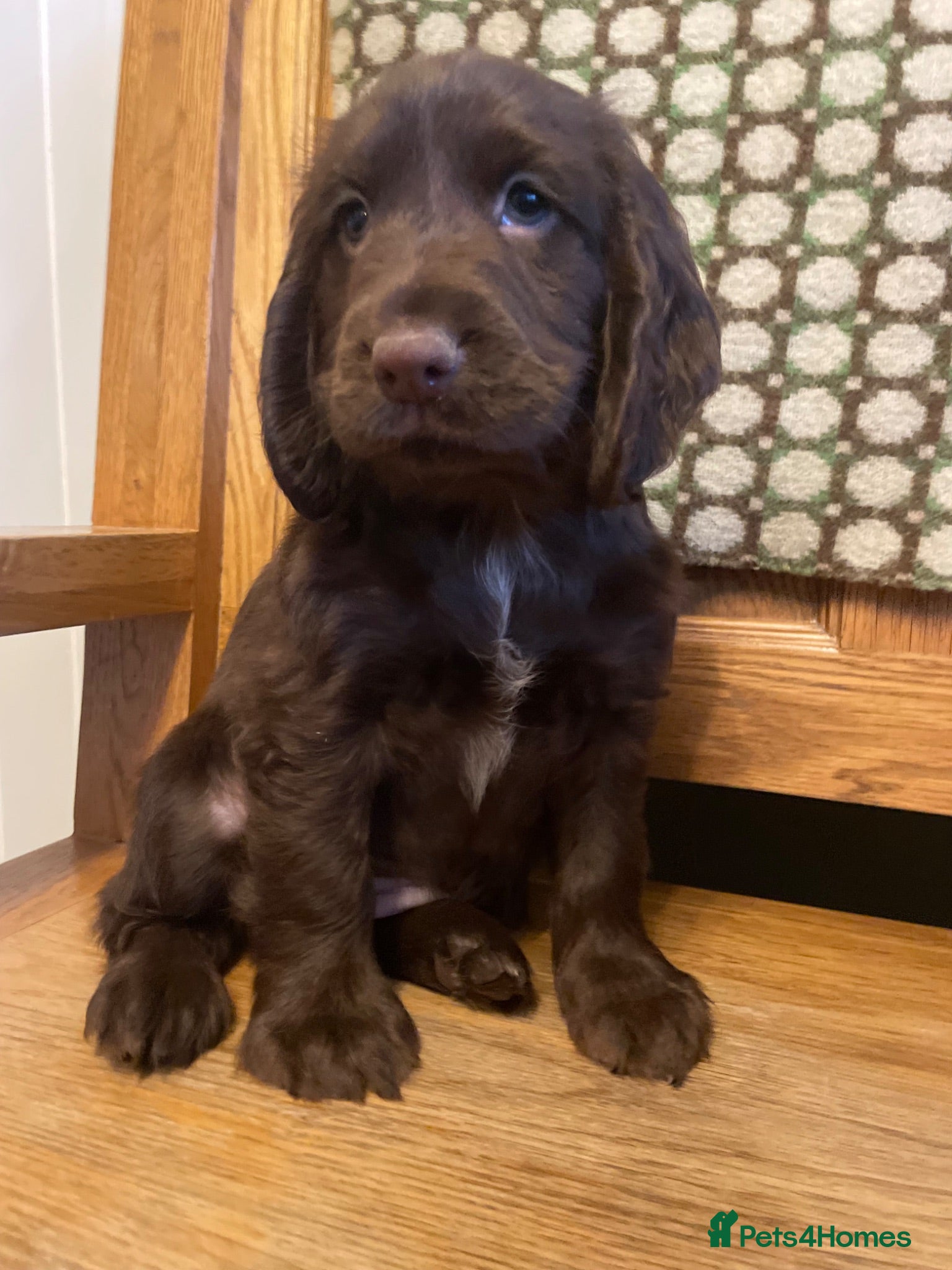 Cocker Spaniel dogs Stunning litter of Chocolate/Tan CockerSpaniels - Advert 2