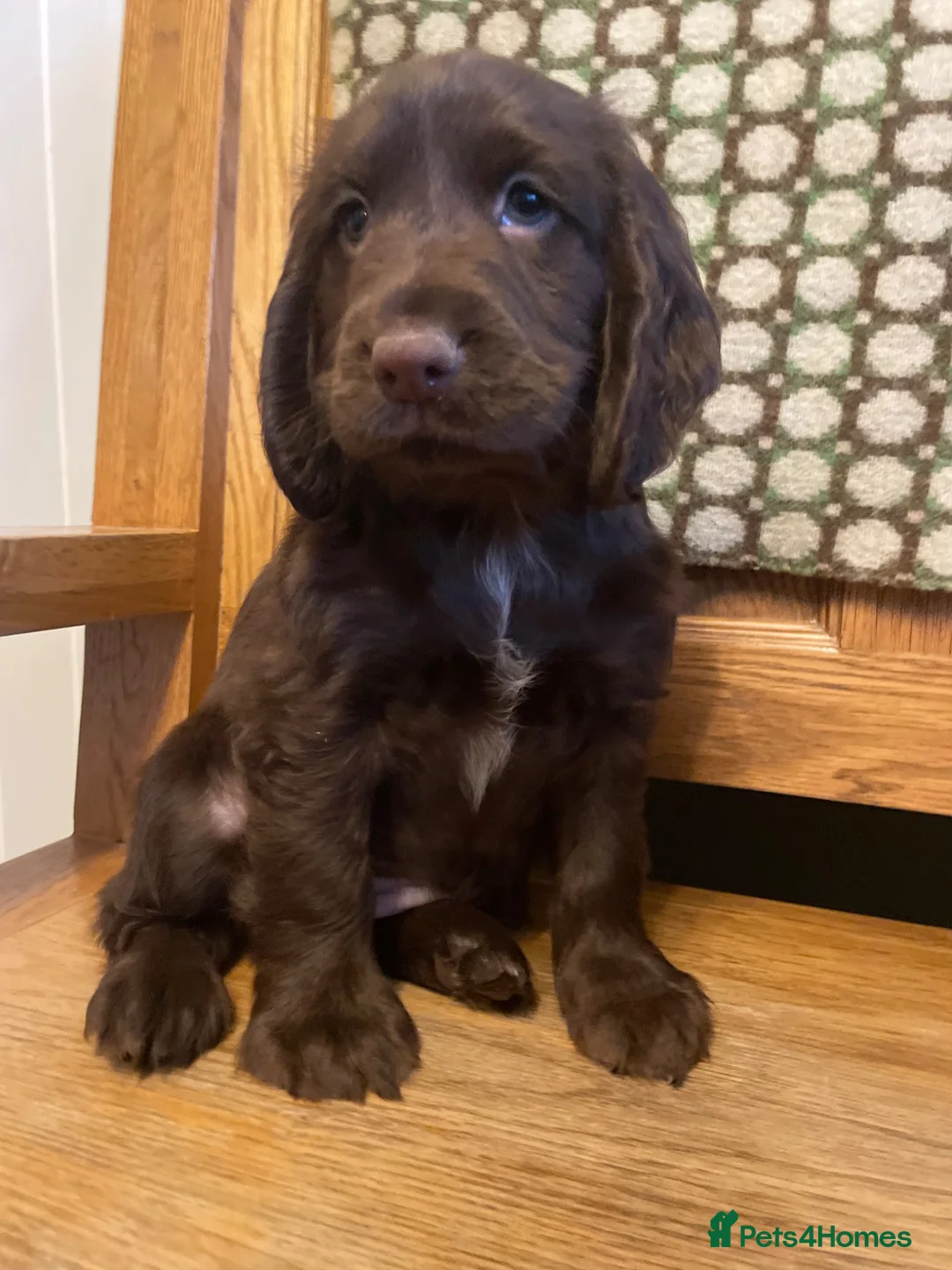 Cocker Spaniel dogs for sale: Stunning litter of Chocolate/Tan CockerSpaniels - Advert 2