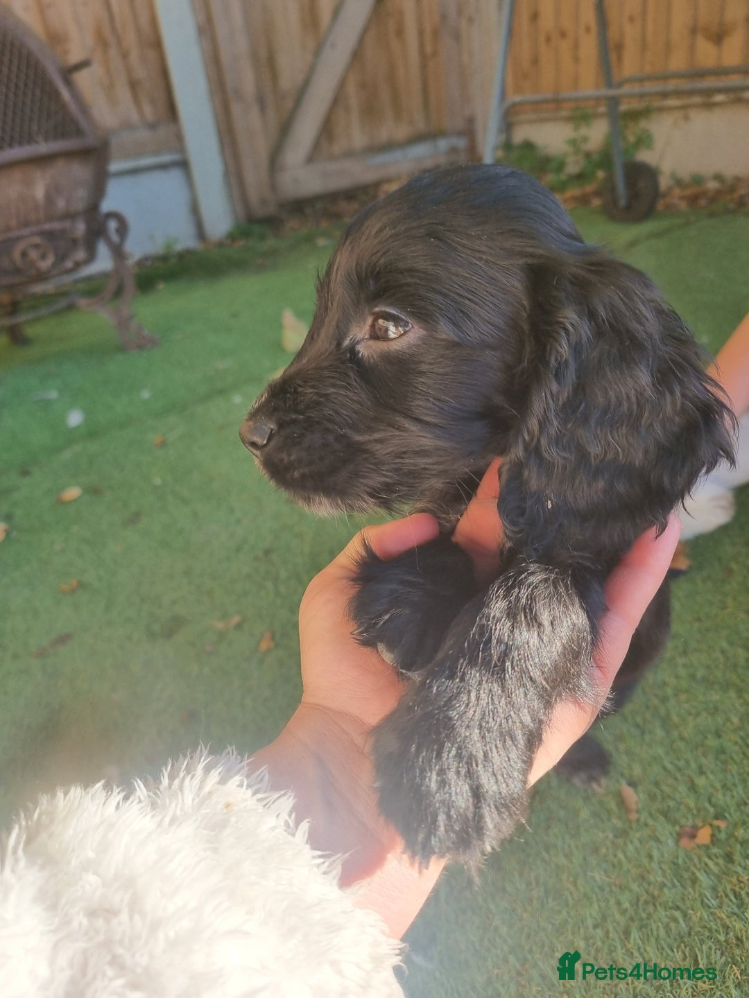 Cocker Spaniel dogs for sale: Stunning litter of cocker spaniels  - Image 5