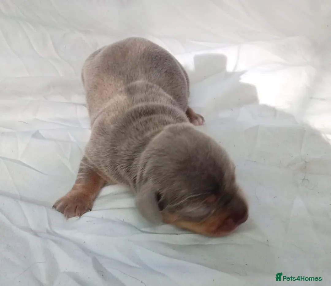 Miniature Dachshund dogs for sale: Miniature dachshund  - Advert 13