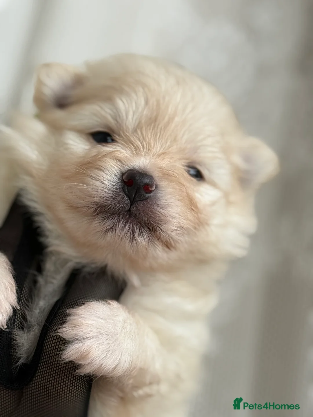 Pomeranian dogs for sale: Black and cream puppies - Advert 25