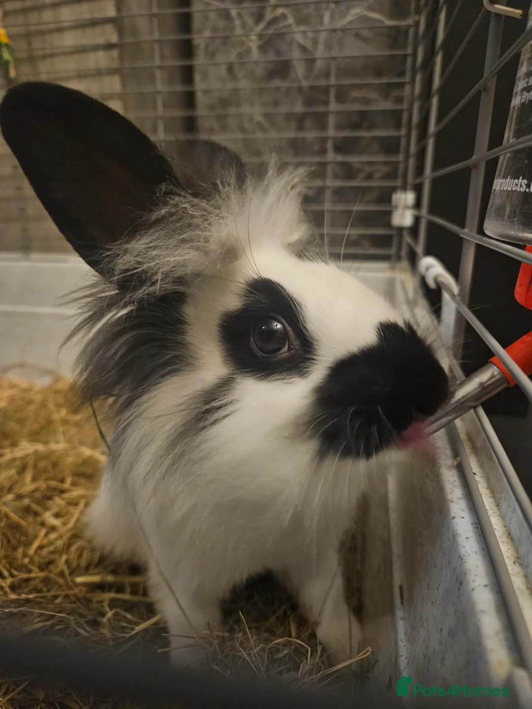 Lionhead rabbits for sale: Lion head last 3 left - Advert 3