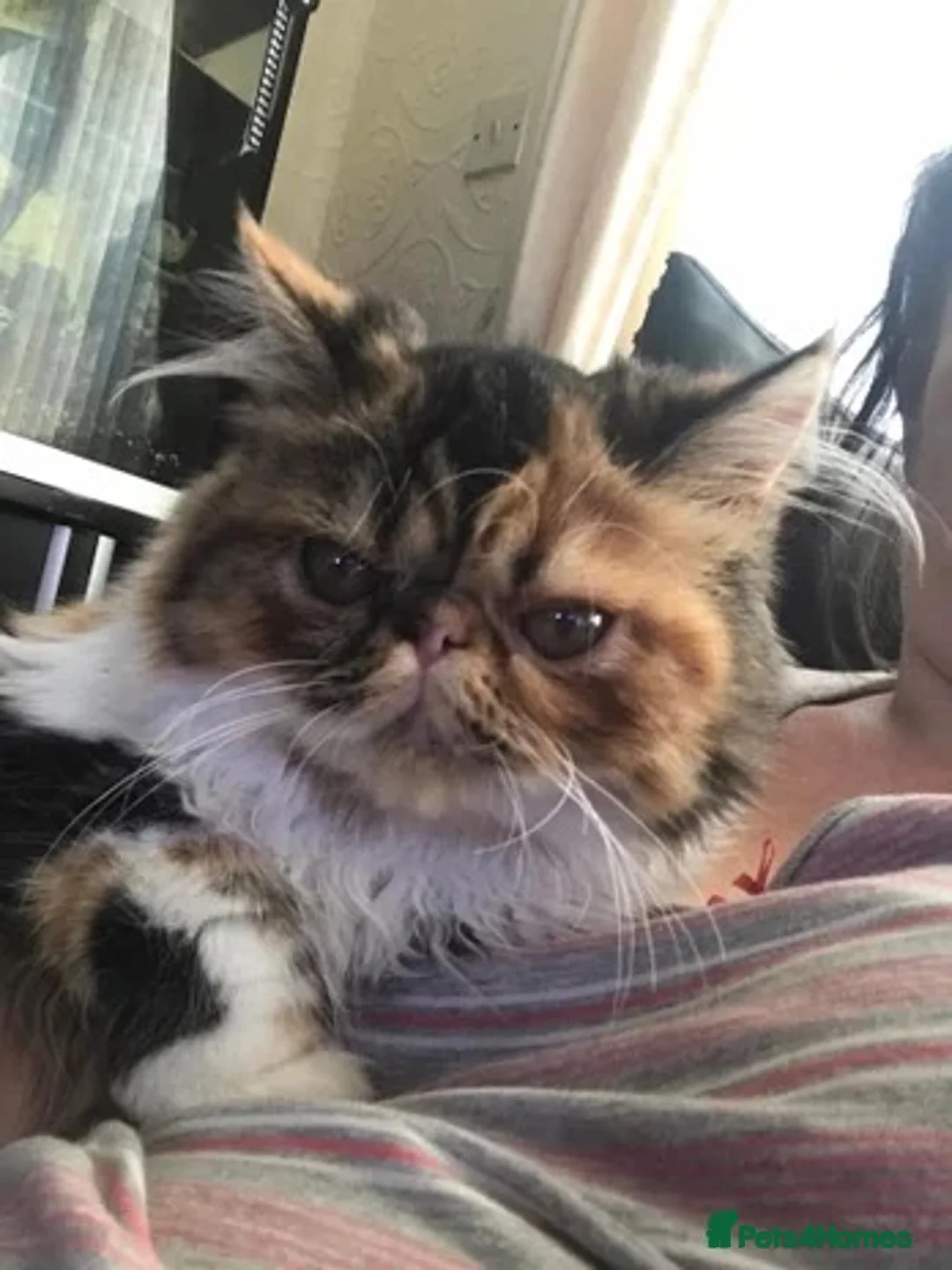 Persian cats for sale: Gorgeous Persian kittens 😍 - Advert 1