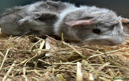 Guinea Pig rodents for sale: 3 Gorgeous Male Guinea Pigs  - Image 3