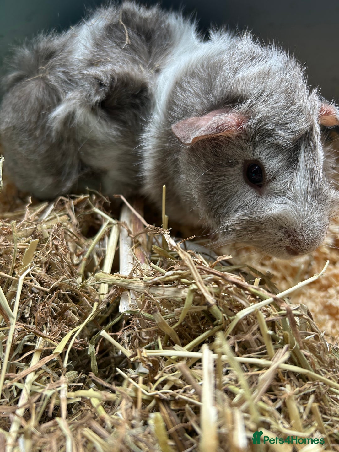 Guinea Pig rodents for sale: 3 Gorgeous Male Guinea Pigs  - Image 3
