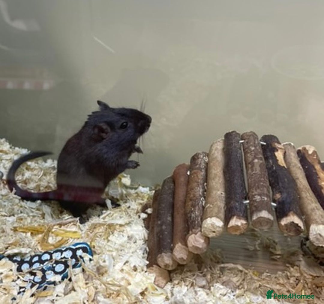 Gerbil rodents for sale: Whiskey and Bourbon male gerbils + set up/supplies - Image 8