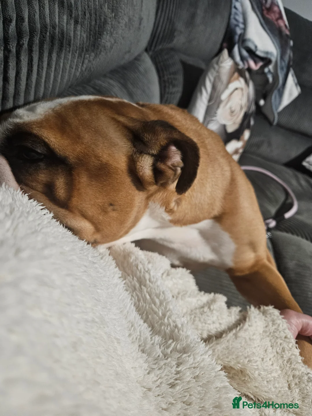 English Bulldog dogs for sale: 4 year old female bulldog  - Advert 2