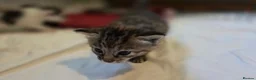 Mixed Breed cats for sale: 3 beautiful kittens  - Advert 8