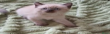 Ragdoll 2