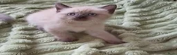 Ragdoll cats for sale: Ragdoll kittens - Advert 17