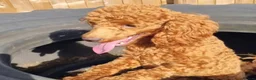 Toy Poodle dogs for sale: Stunning red girl toy poodle  - Advert 2