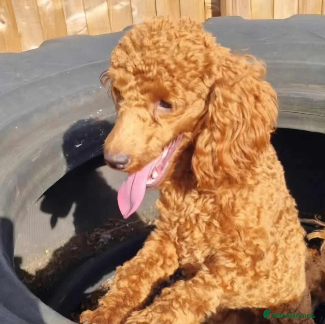 Toy Poodle dogs for sale: Stunning red girl toy poodle  - Advert 2