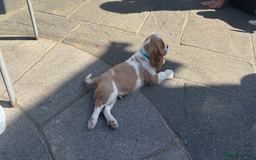 Cavalier King Charles Spaniel dogs for sale: Cavalier King Charles Spaniel  - Image 13