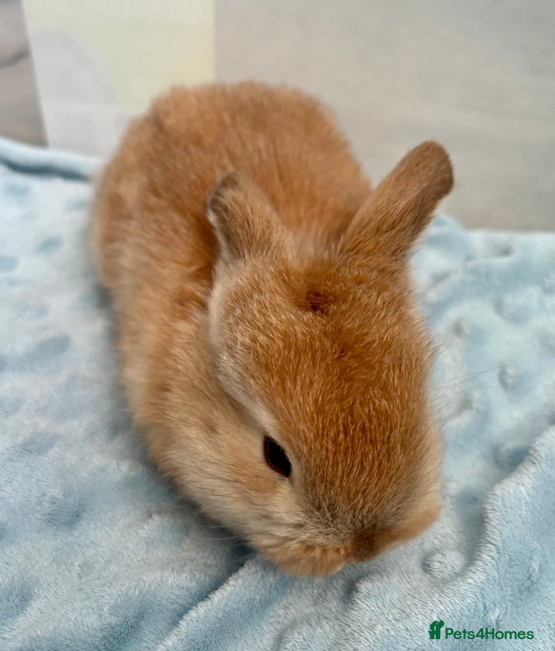 Mini Lop rabbits for sale: Beautiful Mini Lop Baby Bunnies 🐰 - Advert 3