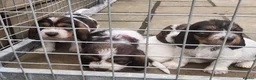 Basset Griffon Vendeen dogs for sale: Griffon grand bassets  - Advert 11