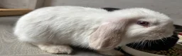 Mini Lop rabbits for sale: Mini lop bunnies ready now ❤️🐰 - Advert 4