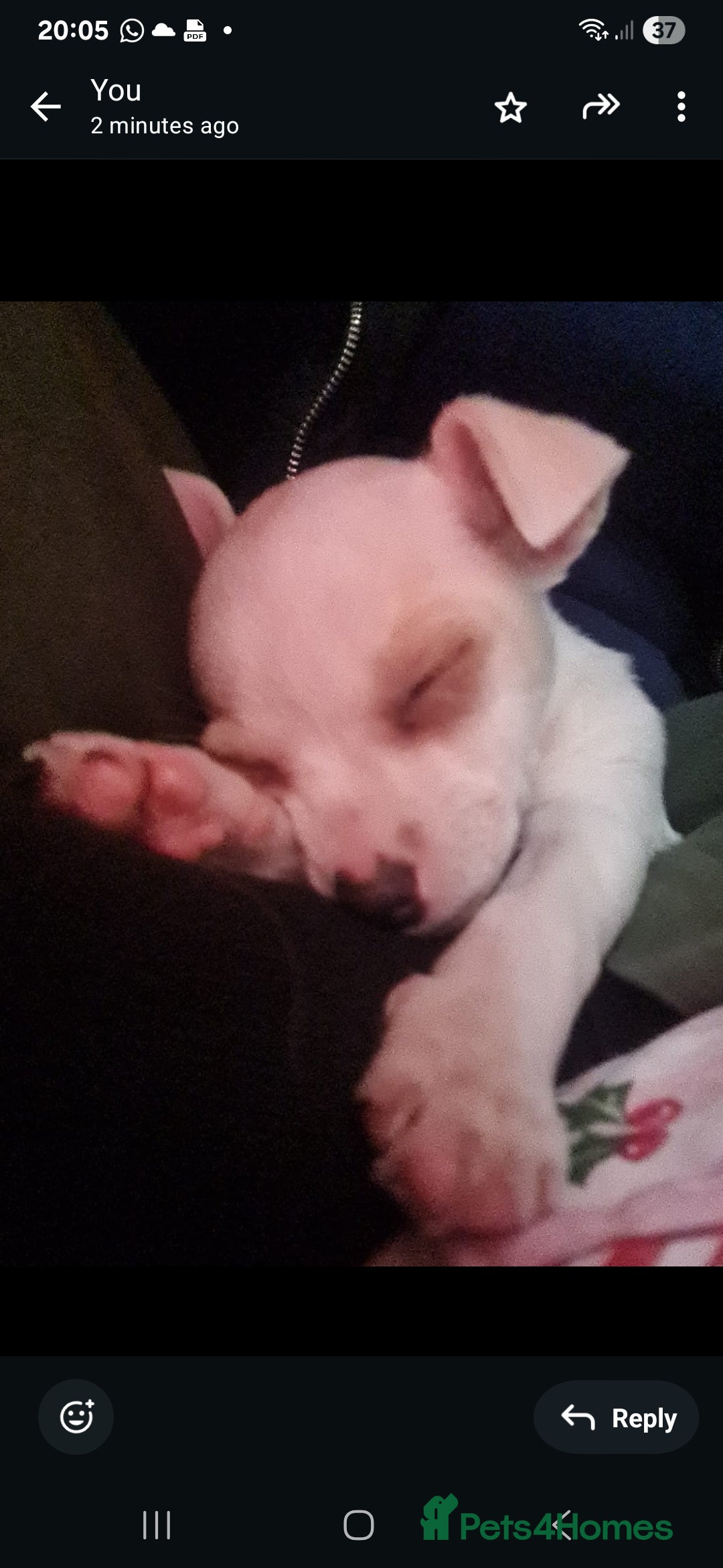 Chihuahua dogs for sale: Beautiful tiny little girl - Advert 6