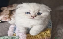 Scottish Fold cats for sale: Scottish Fold Kittens. Vaccinated, Last one left! - Image 8