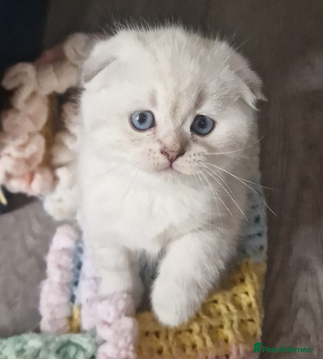 Scottish Fold cats for sale: Scottish Fold Kittens. Vaccinated, Last one left! - Image 8