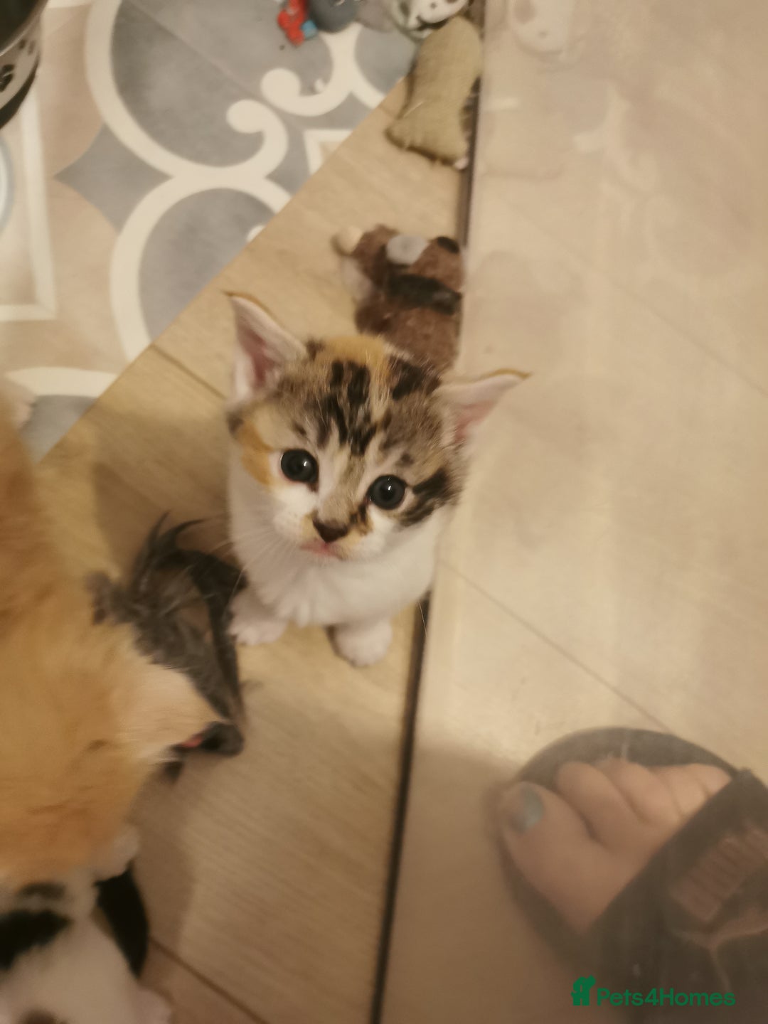 Mixed Breed cats for sale: Maine coon cross kittens for sale - Advert 13