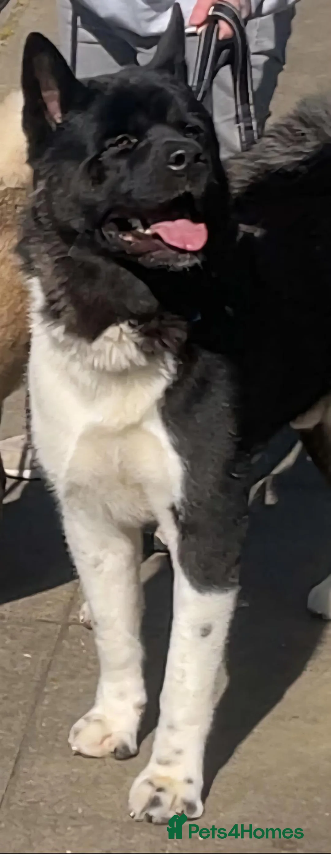 Akita dogs for sale: Male American akita in Woodbridge - Advert 4