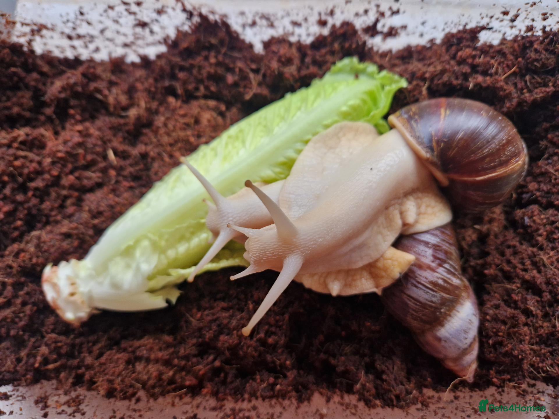 Snails invertebrates for sale: Albino Giant African Landsnails - Advert 1