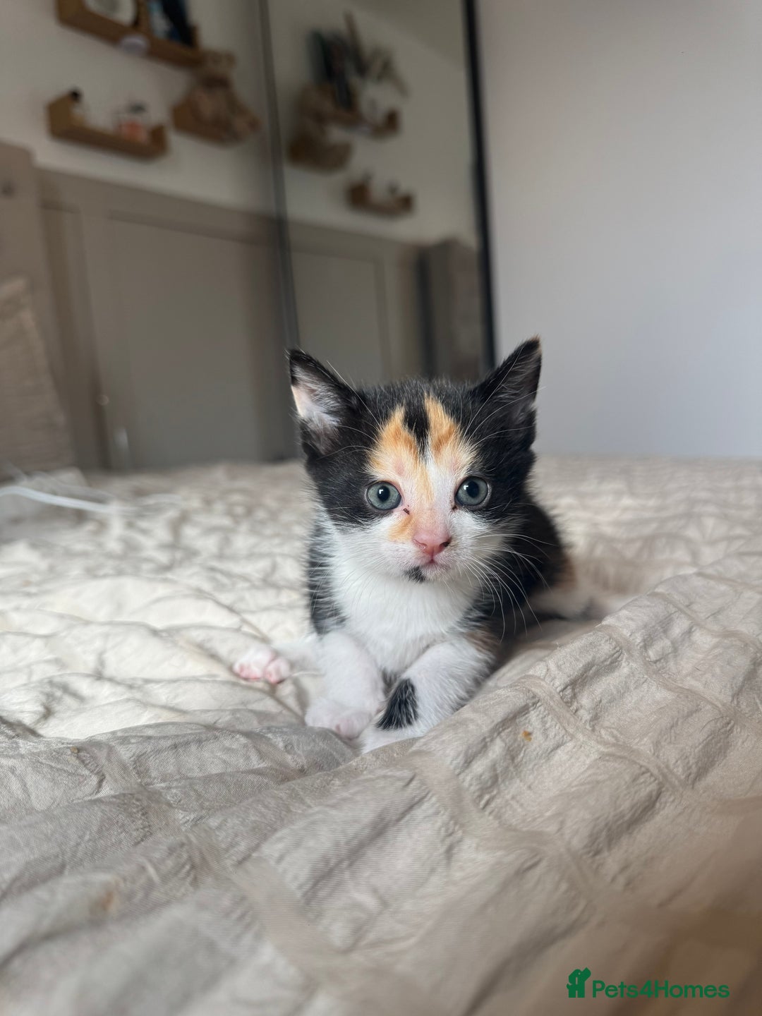 Mixed Breed cats for sale: 5 kittens for sale  - Image 1
