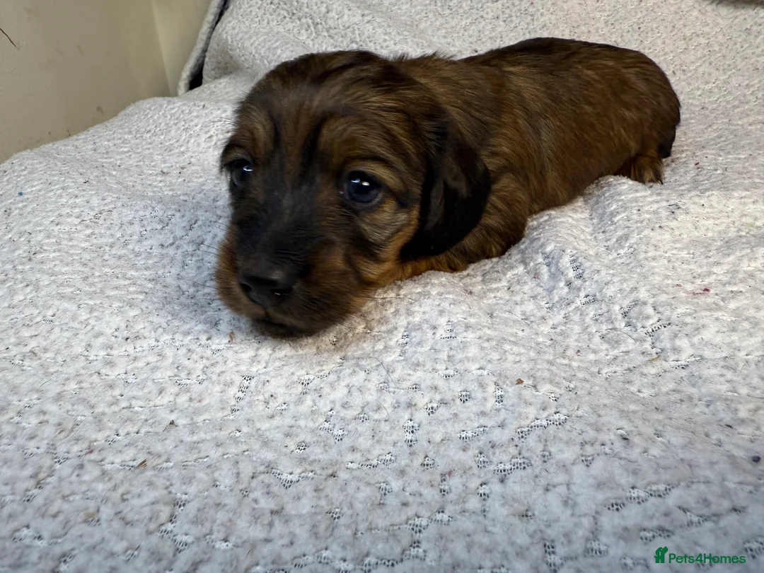 Miniature Dachshund dogs for sale: Long Haired Miniature Dachshund  - Advert 5