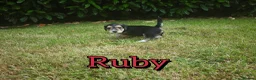 Mixed Breed dogs for sale: Loving Parsons Russell Cross Puppies  - Advert 26