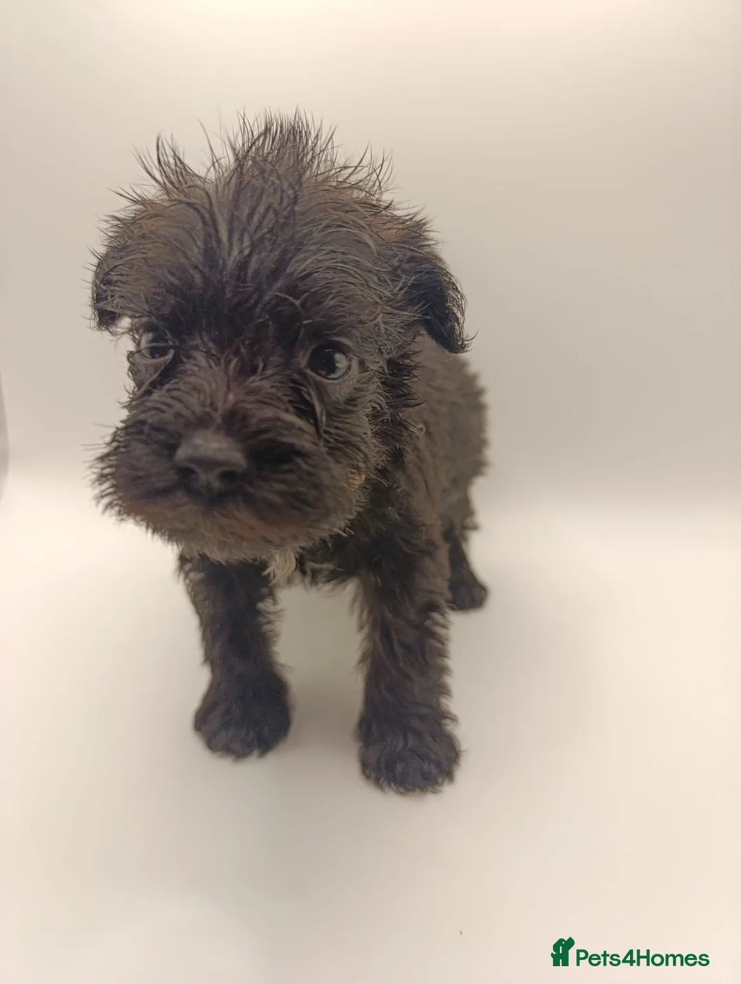 Miniature Schnauzer dogs for sale: Kc reg miniature schnauzers pups available  - Advert 12