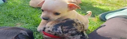 Mixed Breed dogs for sale: Beautiful Puppies  in Martock - Advert 15