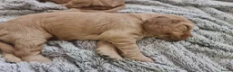 Cocker Spaniel dogs for sale: 3 golden Cocker Spaniels  - Advert 33