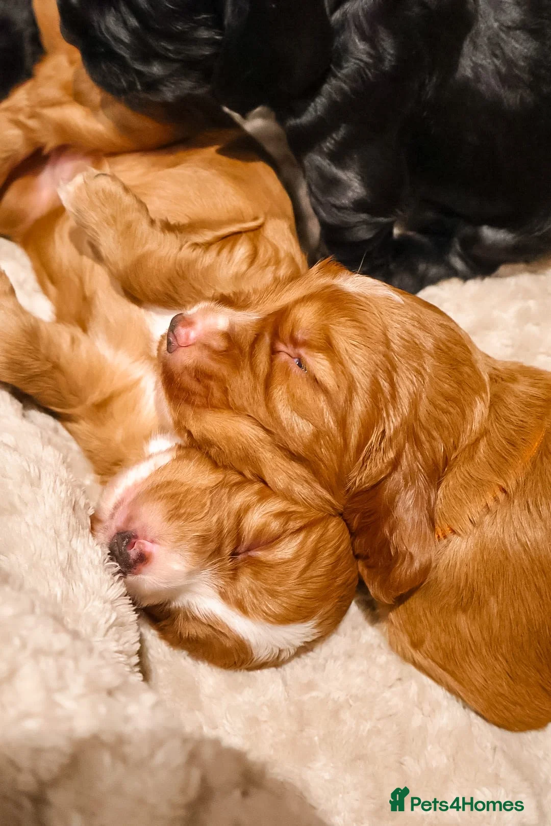 Cocker Spaniel dogs for sale: Cocker Spaniel Puppies - Advert 35