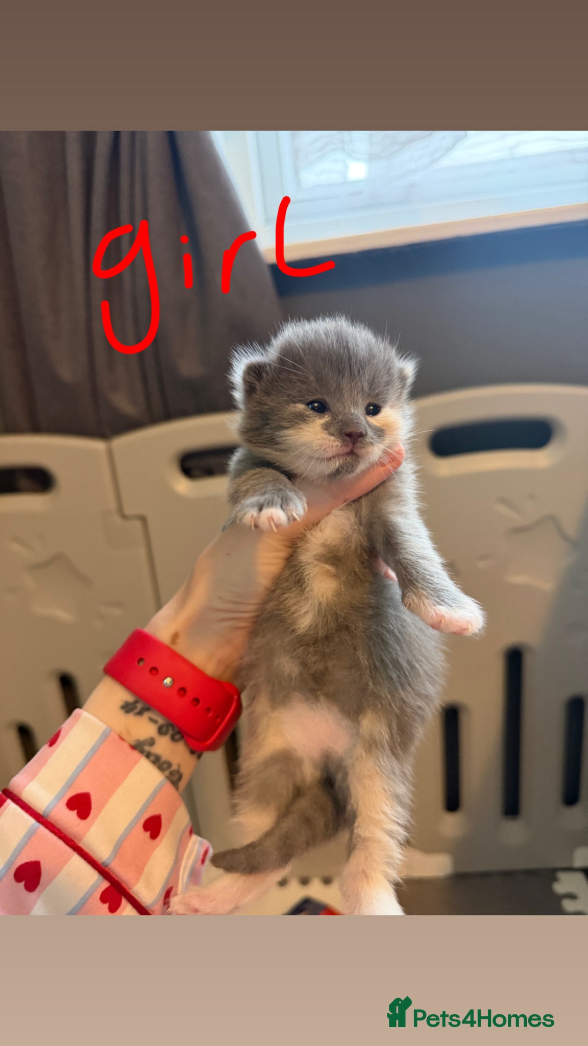 Mixed Breed cats Kittens  - Advert 1